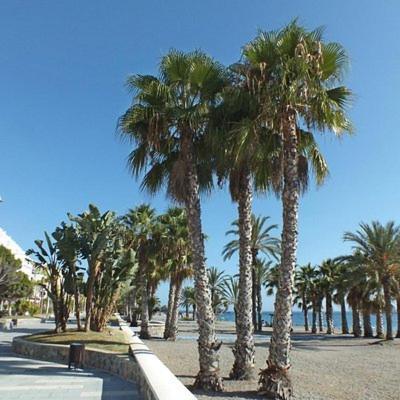 Sunshine Apartment At Tropical Coast Of Granada Almunecar Ngoại thất bức ảnh